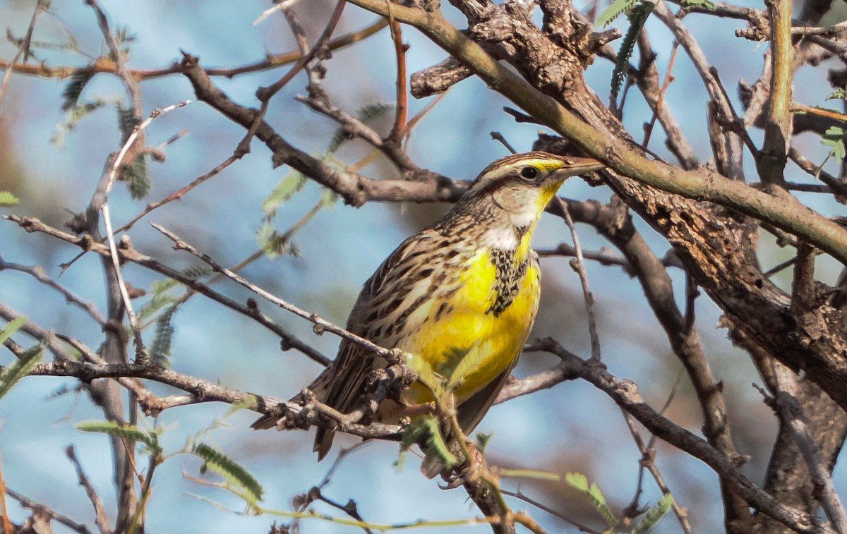 Western Meadowlark - ML646399977