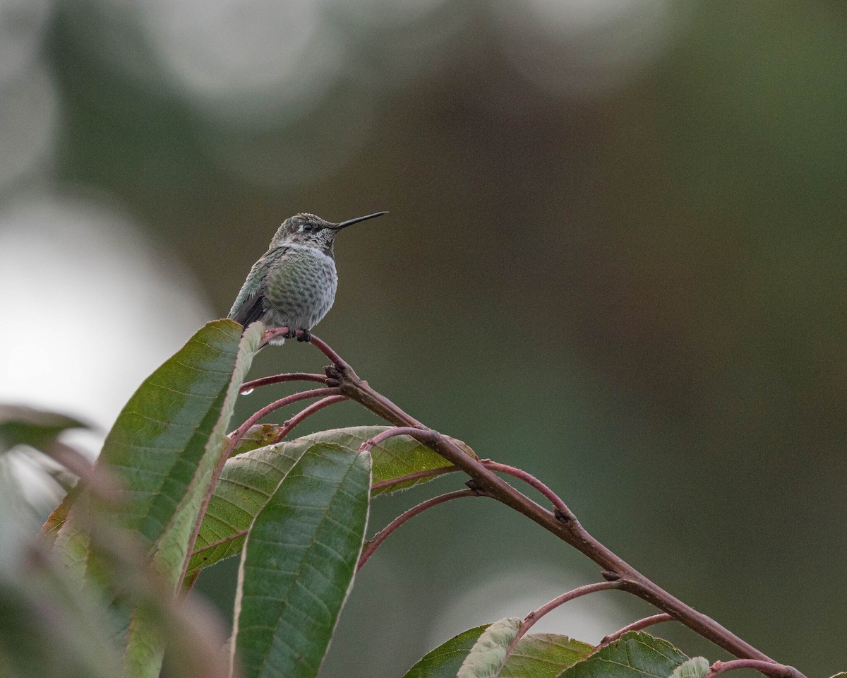 Anna's Hummingbird - ML646399978