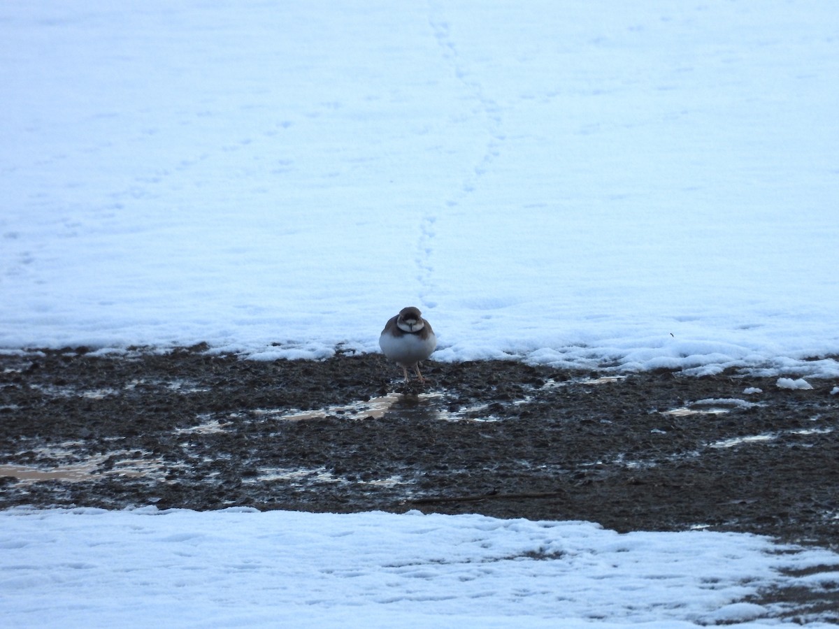 Long-billed Plover - ML646399980