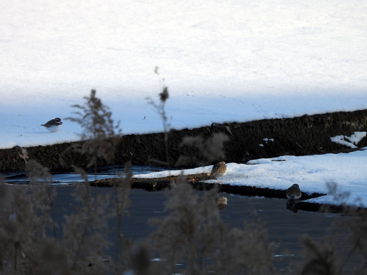 Long-billed Plover - ML646399981