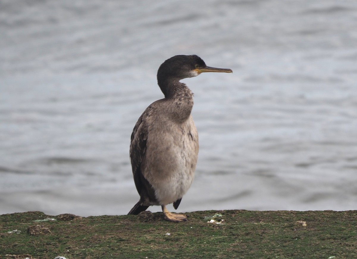 European Shag - ML646399983