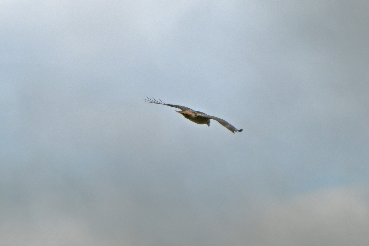 Red-tailed Hawk - ML646399987