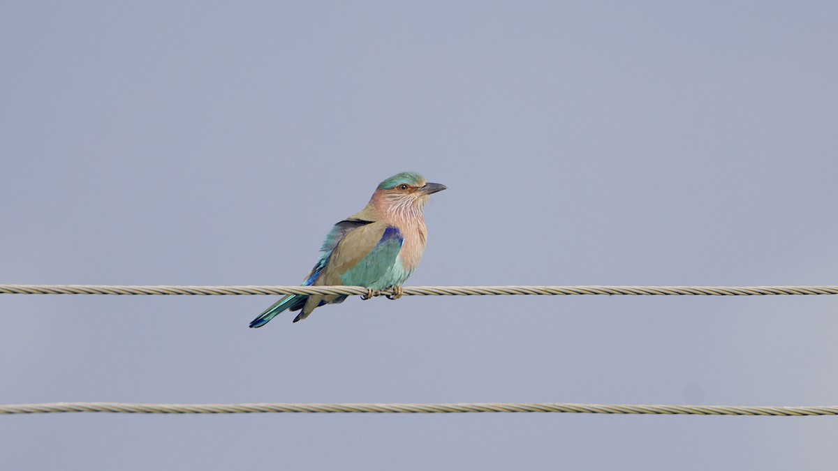 Indian Roller - ML646399990