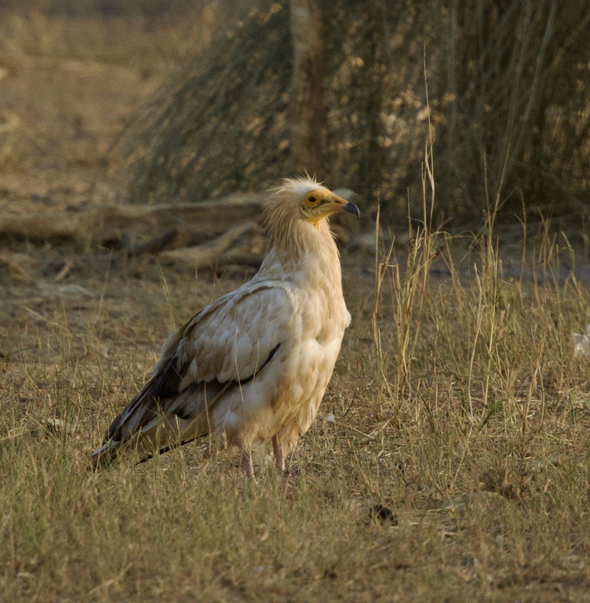 Egyptian Vulture - ML646399991