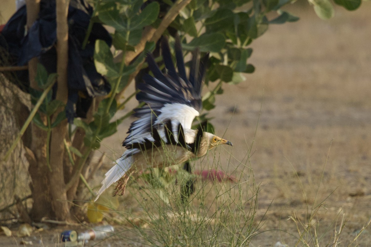 Egyptian Vulture - ML646399992
