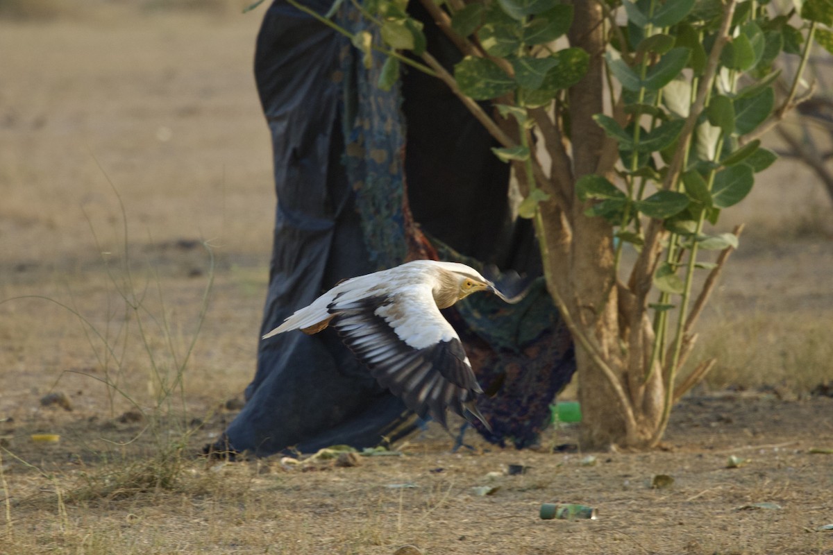Egyptian Vulture - ML646399993