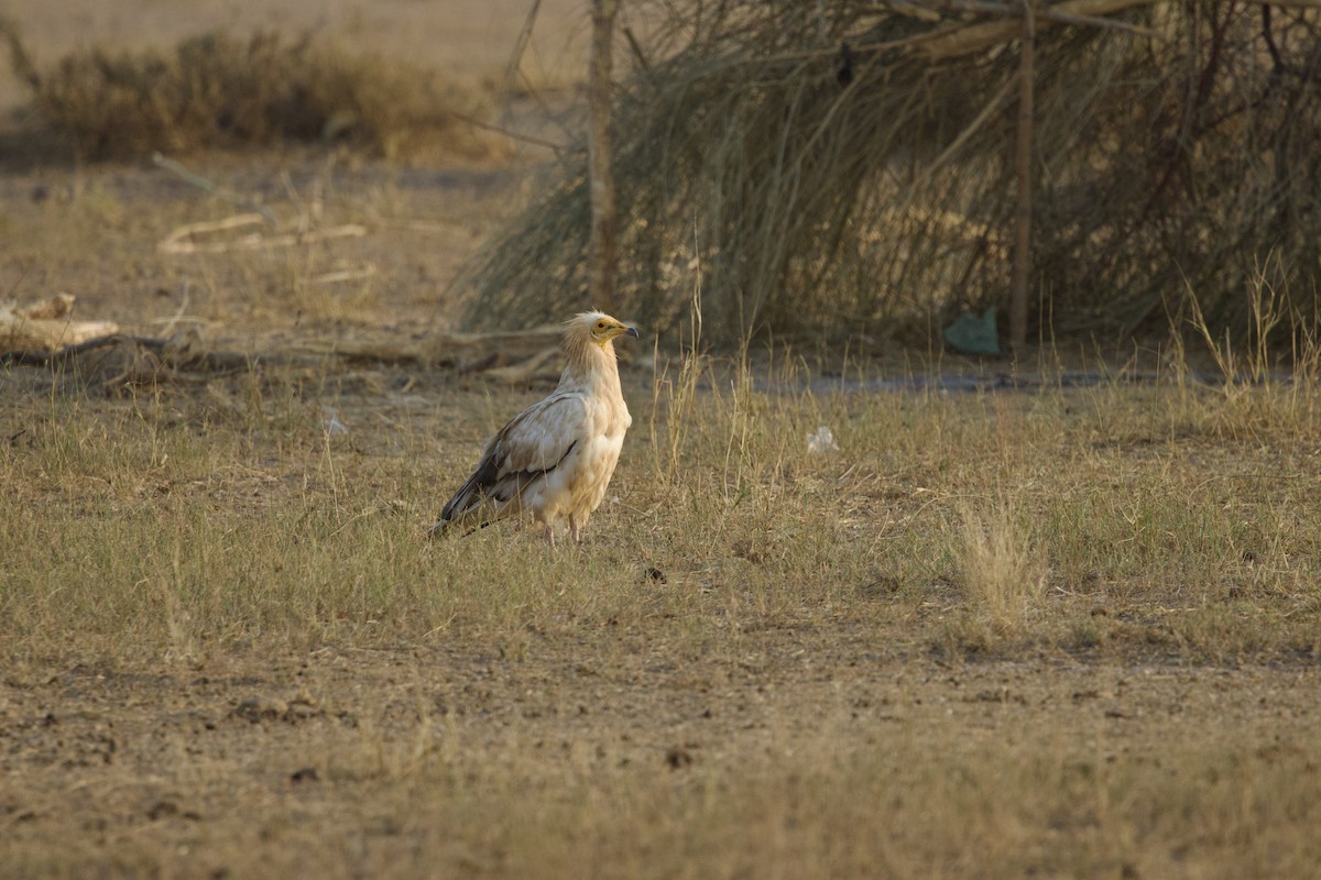 Egyptian Vulture - ML646399994