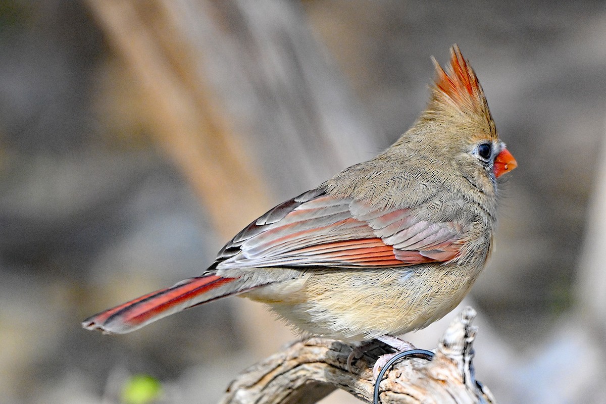 Northern Cardinal - ML646399995