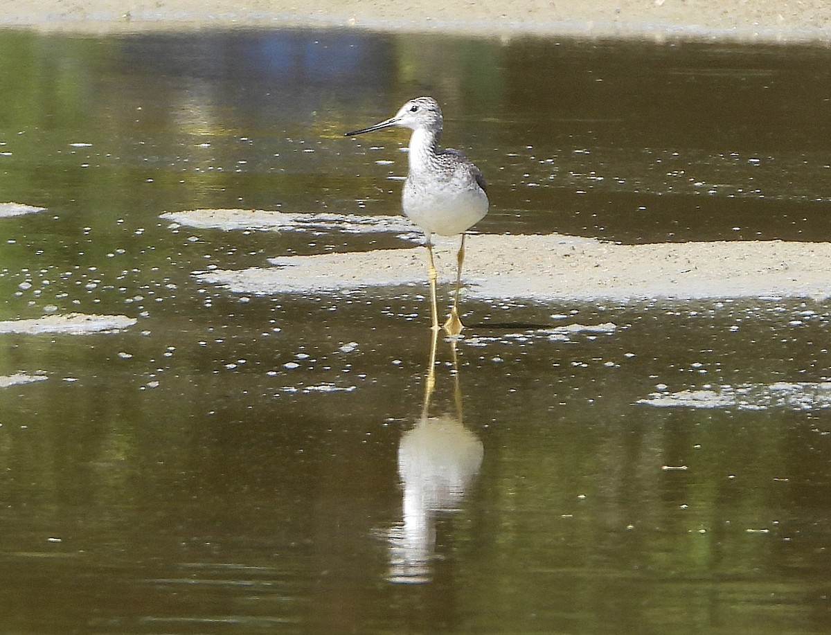 Greater Yellowlegs - ML646399996