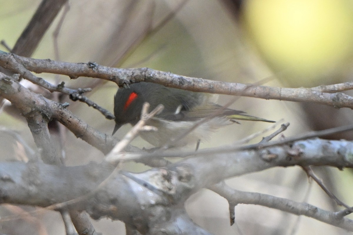 Ruby-crowned Kinglet - ML646399997