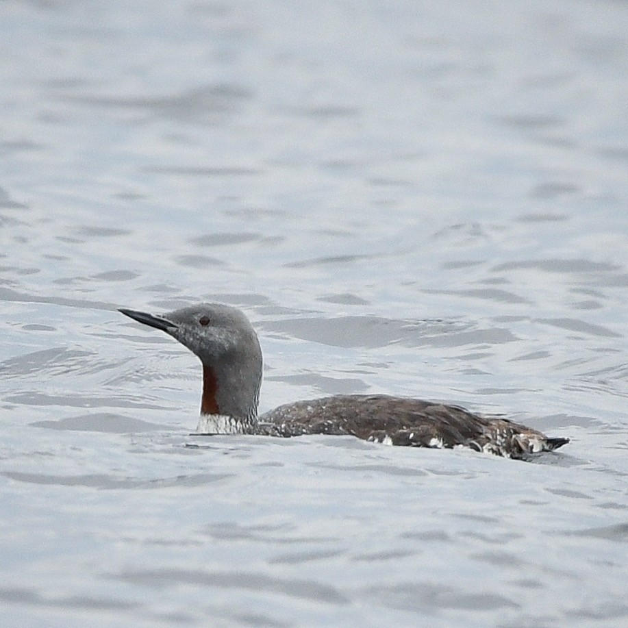 Red-throated Loon - ML646399999