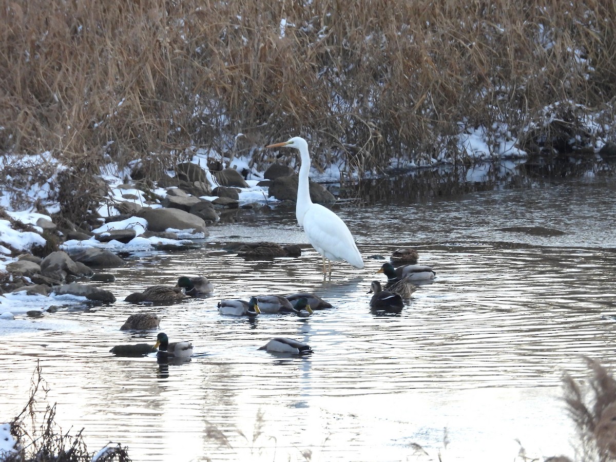 Great Egret - ML646400001