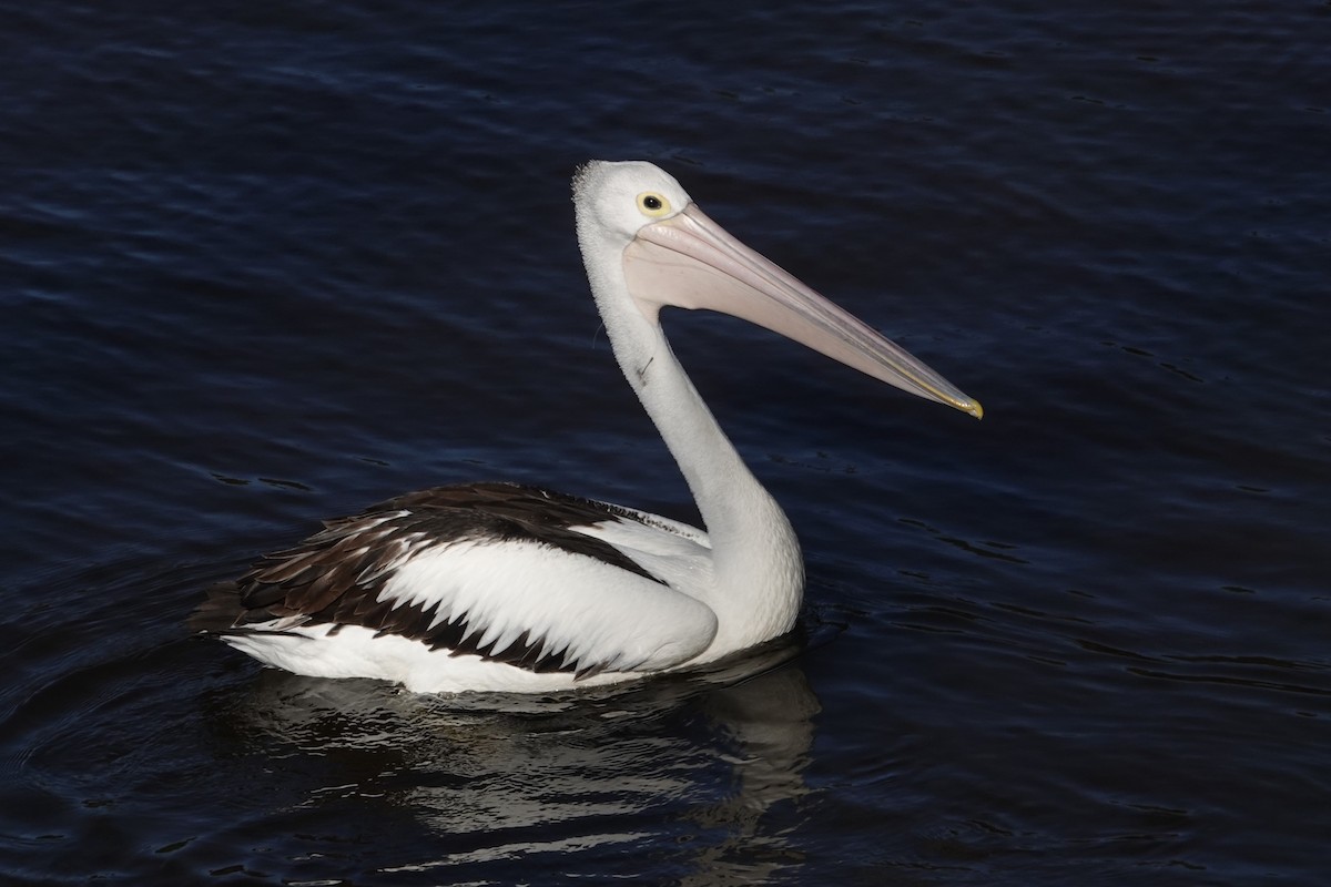 Australian Pelican - ML646400003
