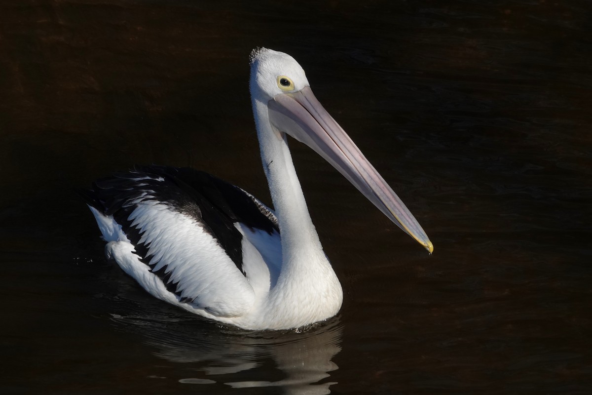 Australian Pelican - ML646400004
