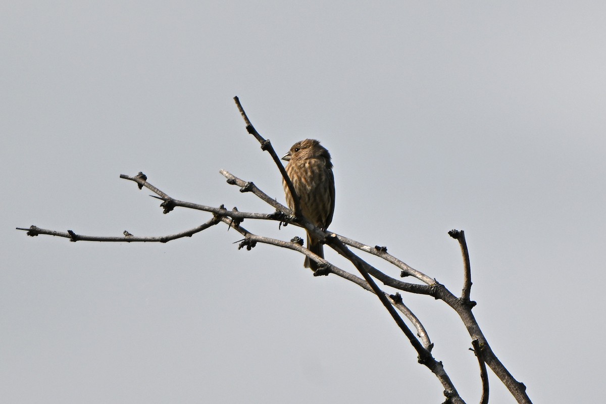 House Finch - ML646400005