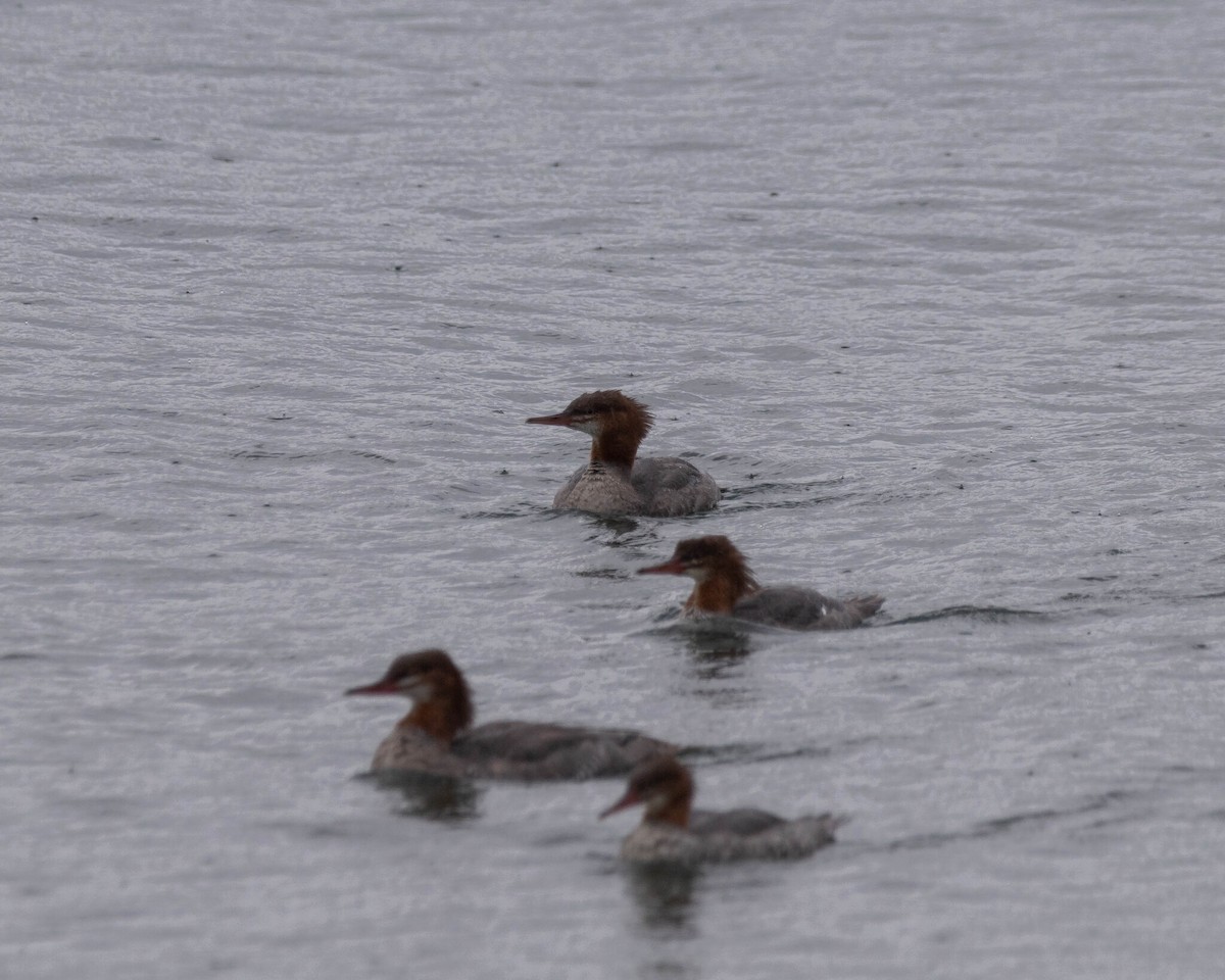 Common Merganser - ML646400006