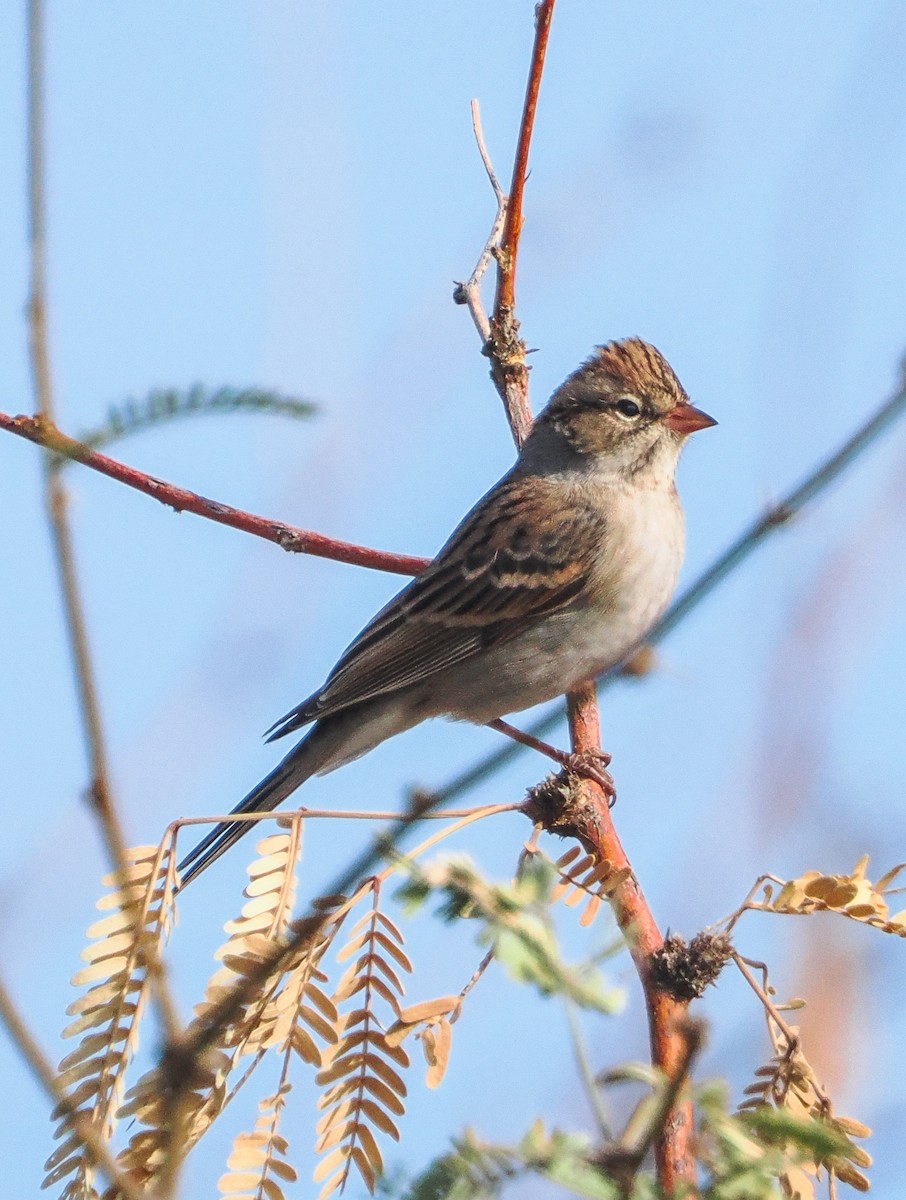 Chipping Sparrow - ML646400008