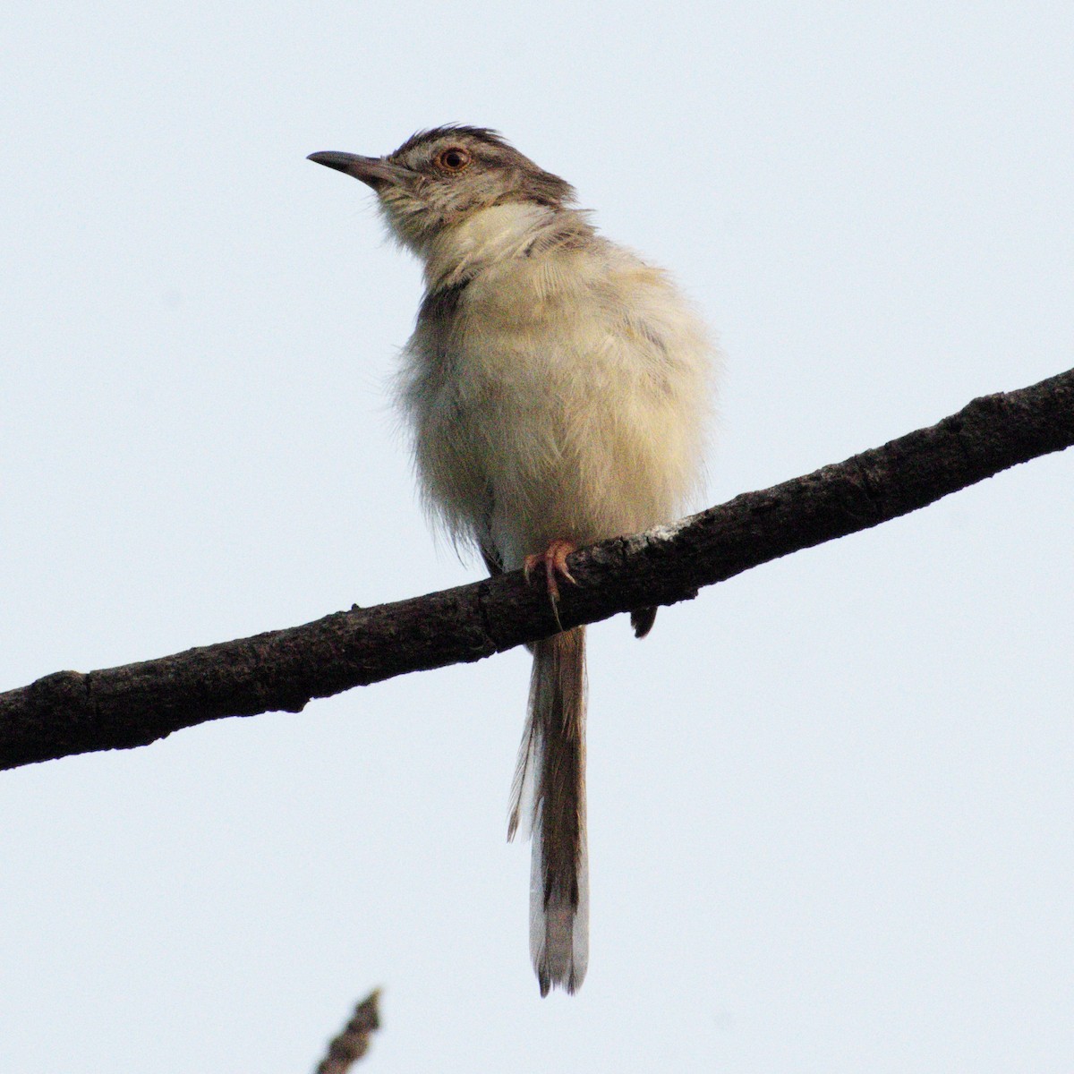 Plain Prinia - ML646400009