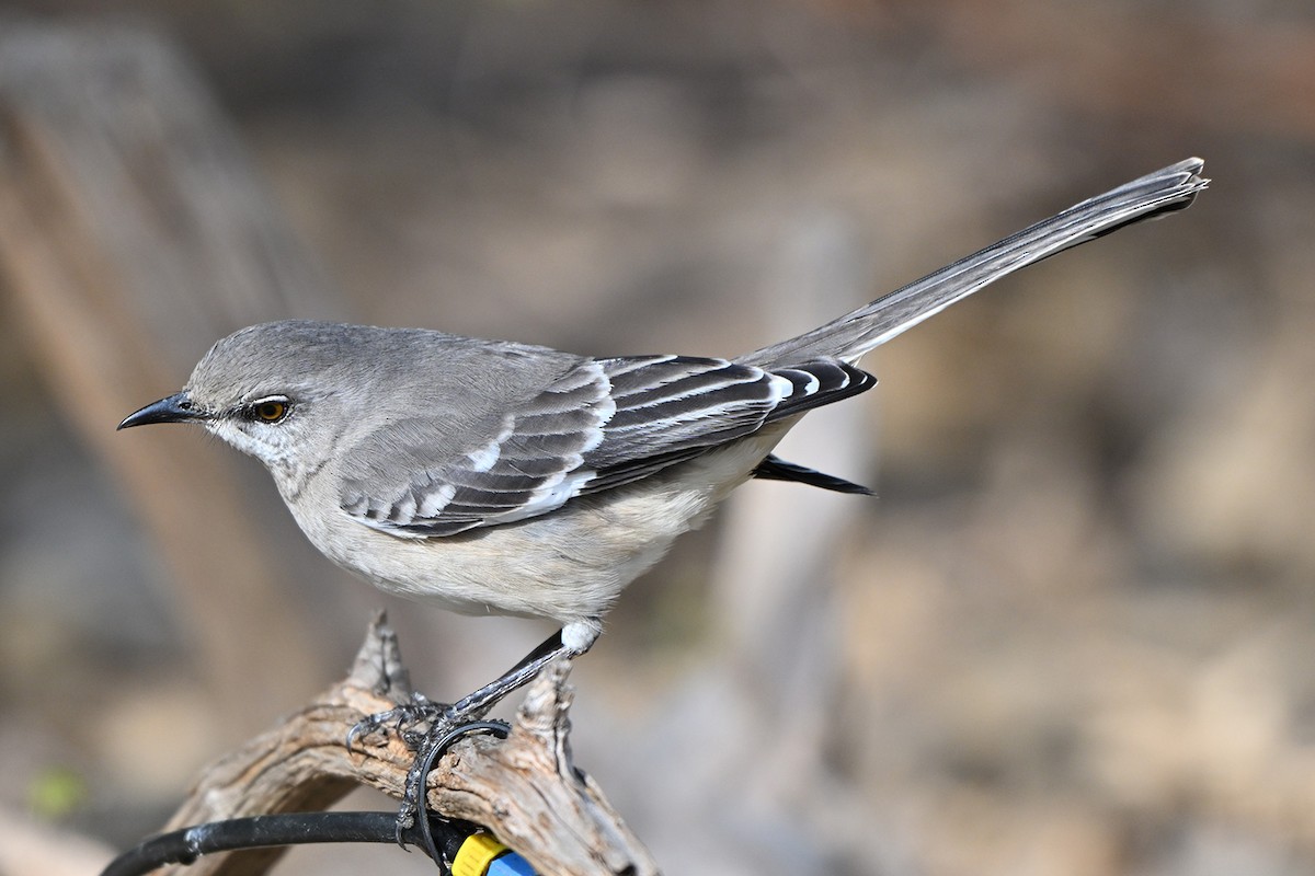 Northern Mockingbird - ML646400010