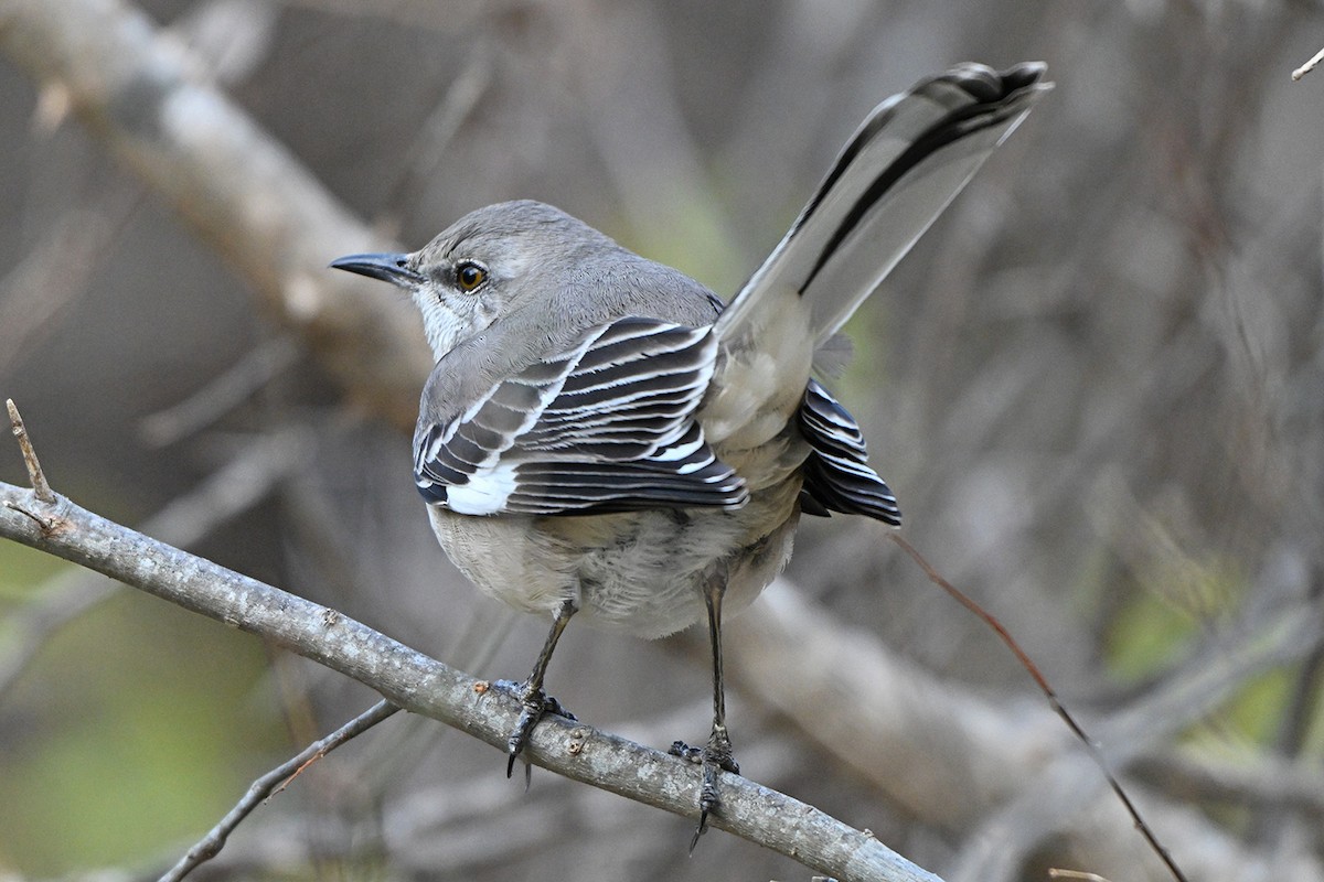 Northern Mockingbird - ML646400011