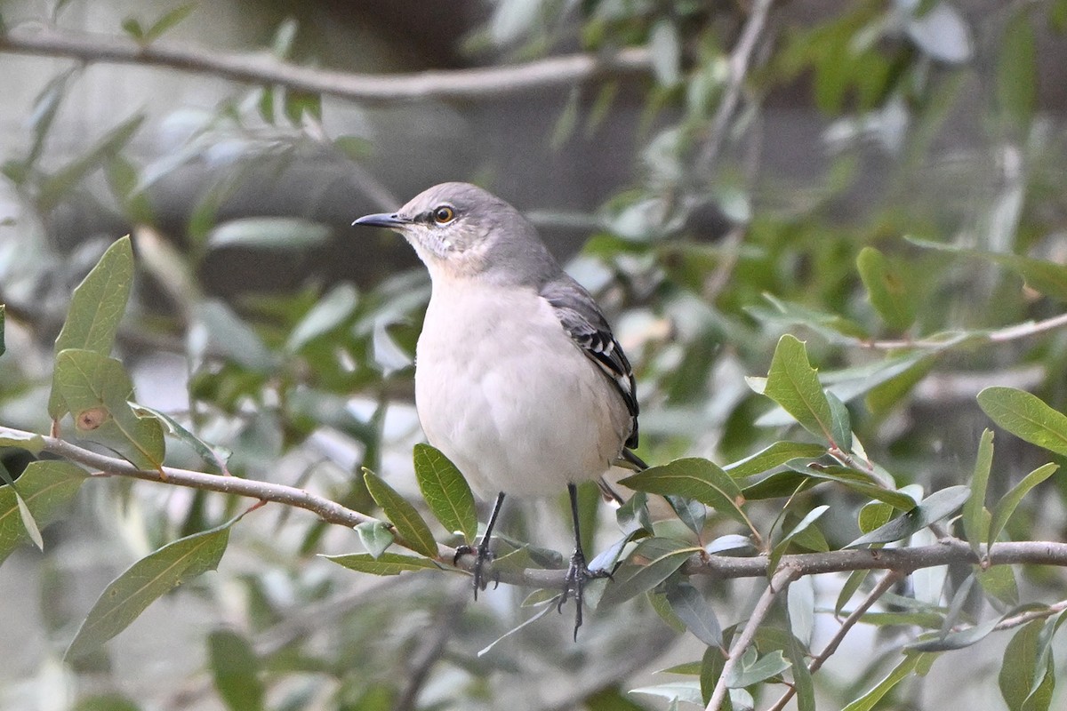 Northern Mockingbird - ML646400012