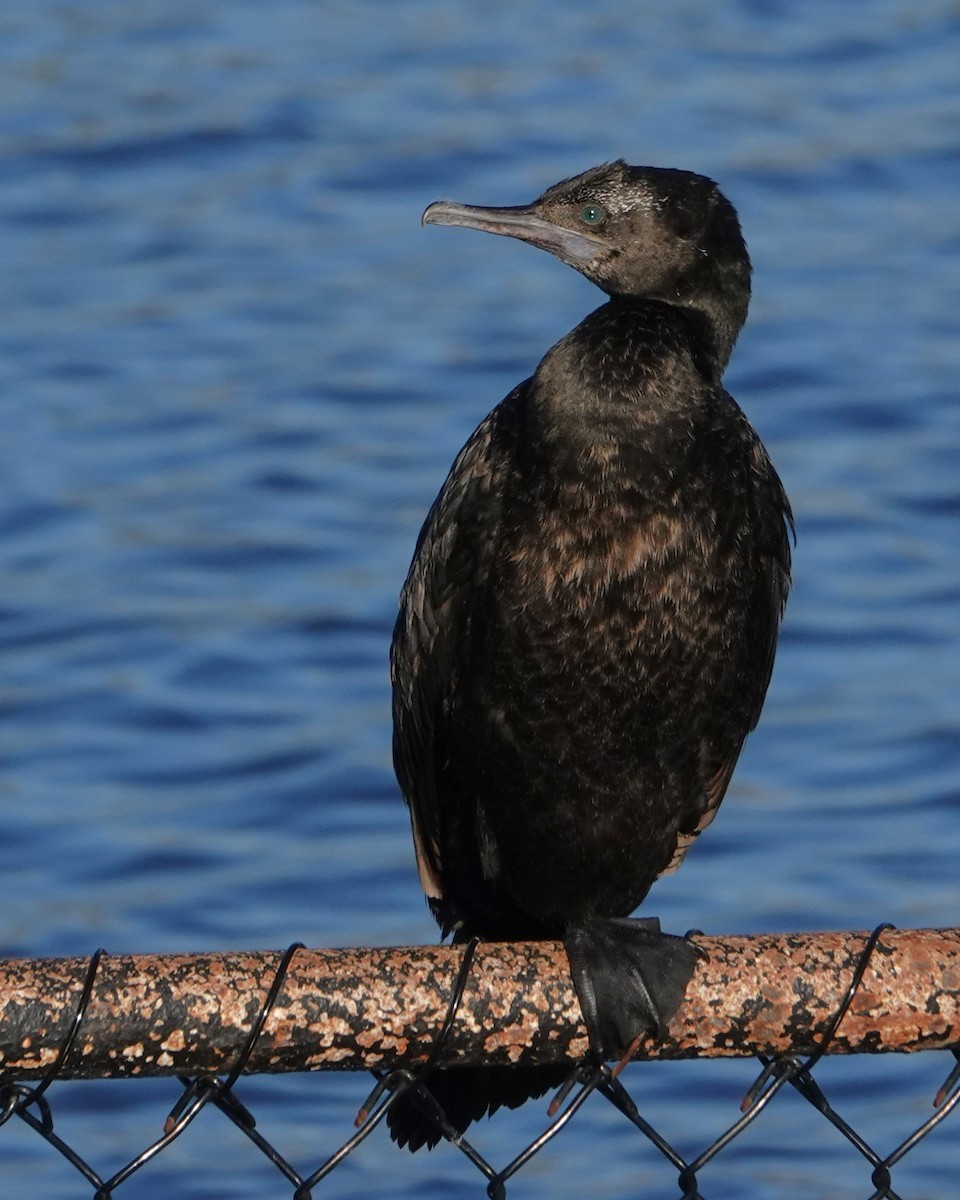 Little Black Cormorant - ML646400013