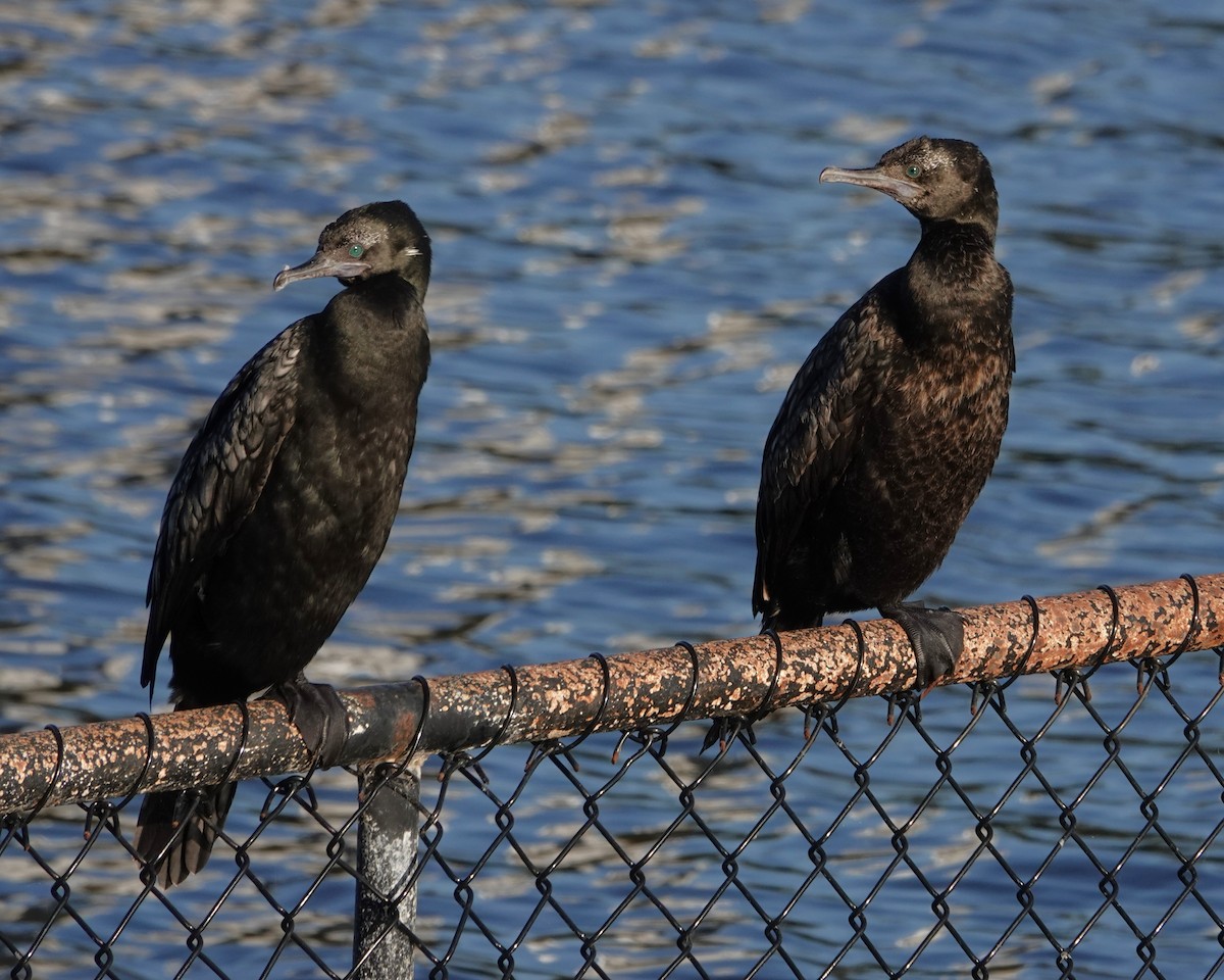 Little Black Cormorant - ML646400014