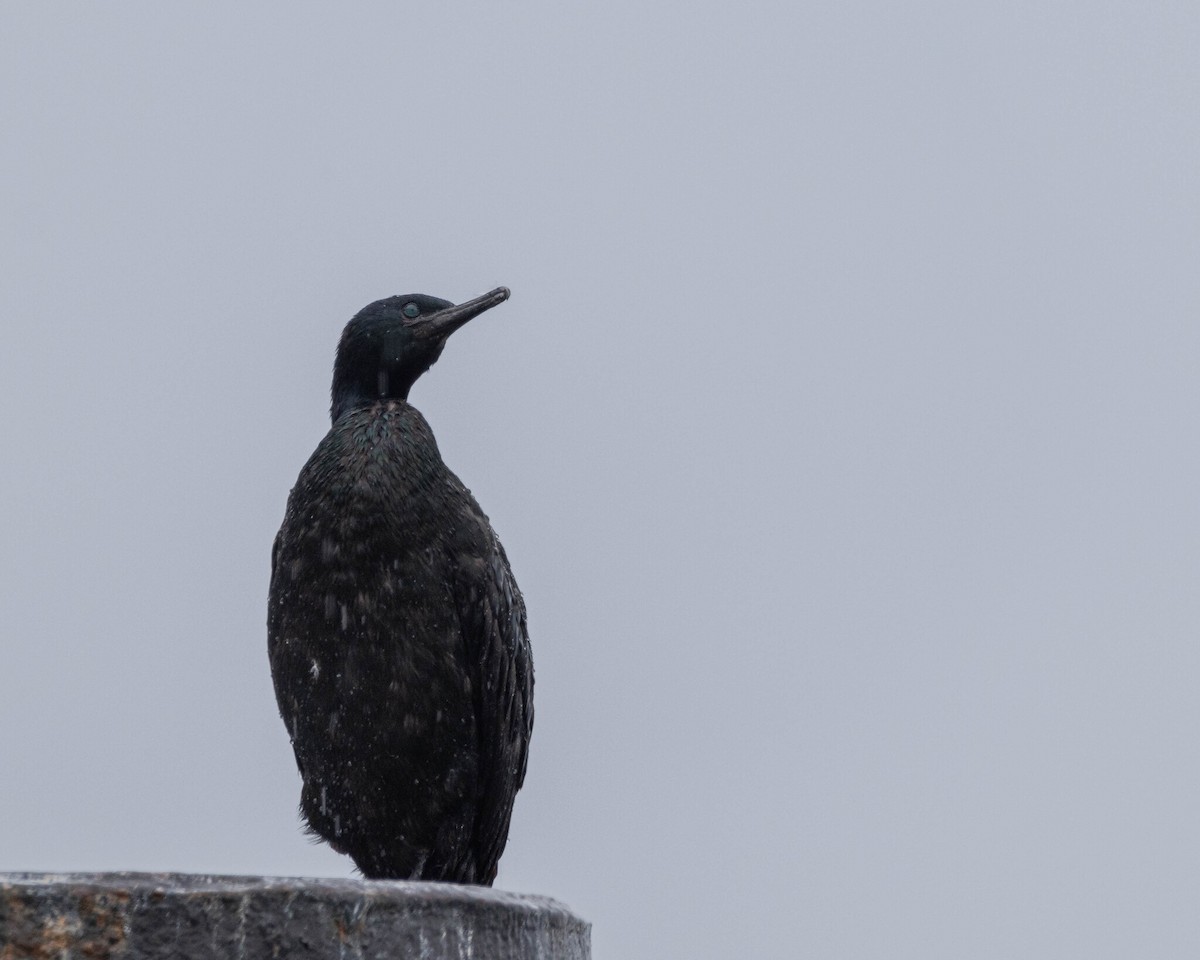 Pelagic Cormorant - ML646400015