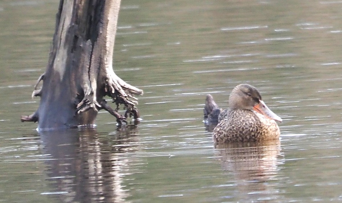 Northern Shoveler - ML646400019