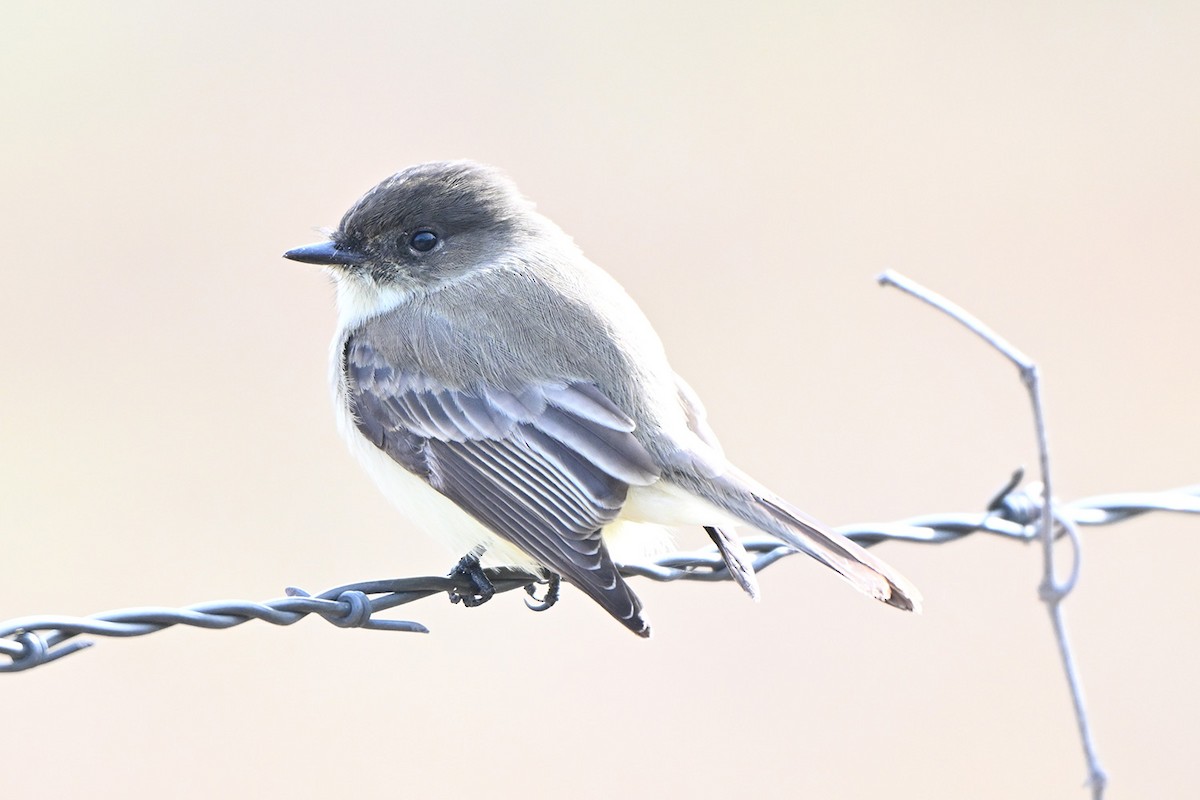 Eastern Phoebe - ML646400020