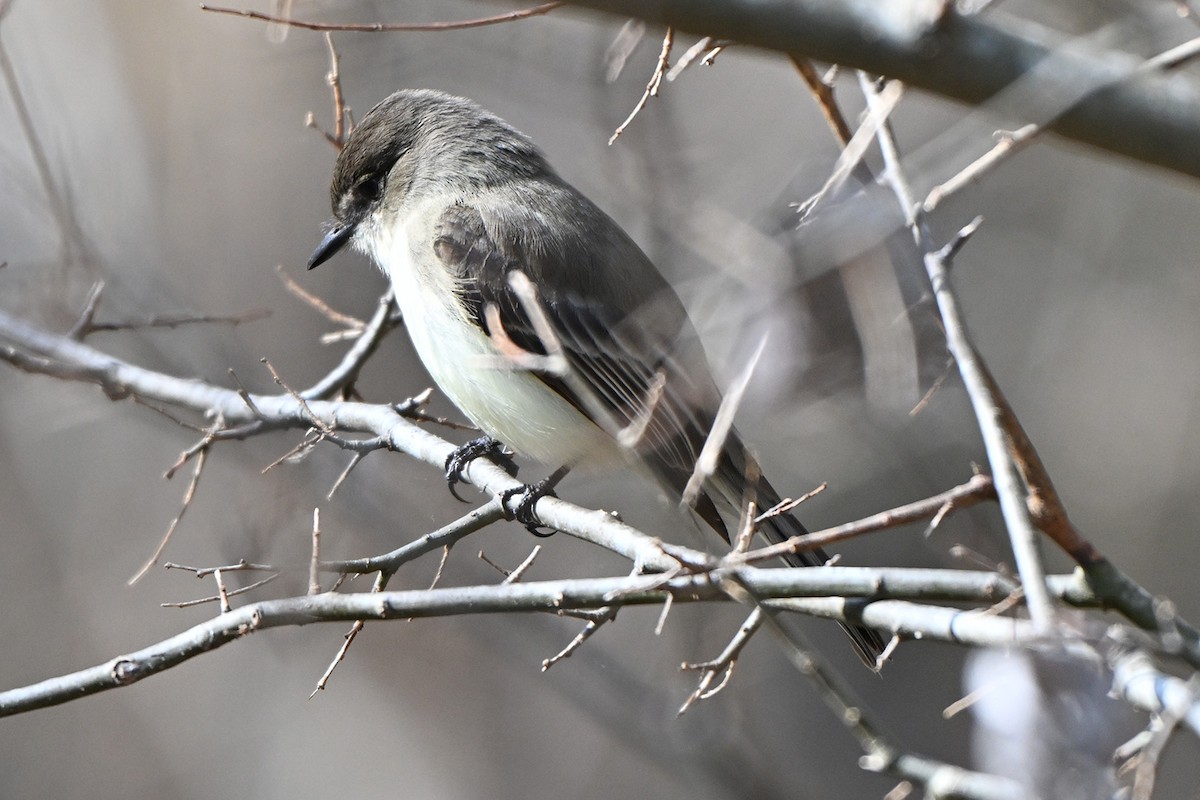 Eastern Phoebe - ML646400021