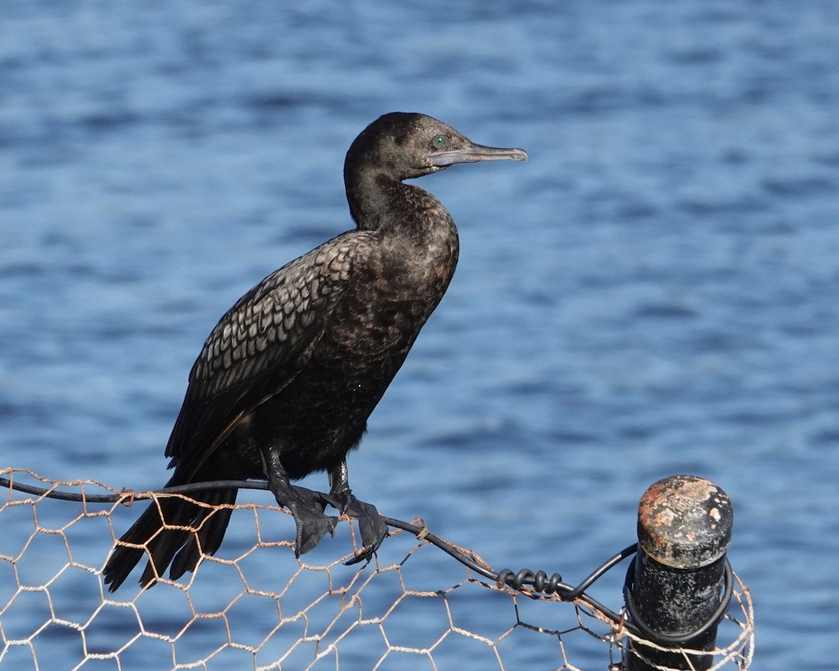 Little Black Cormorant - ML646400022