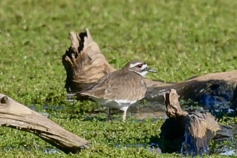 Killdeer - ML646400023