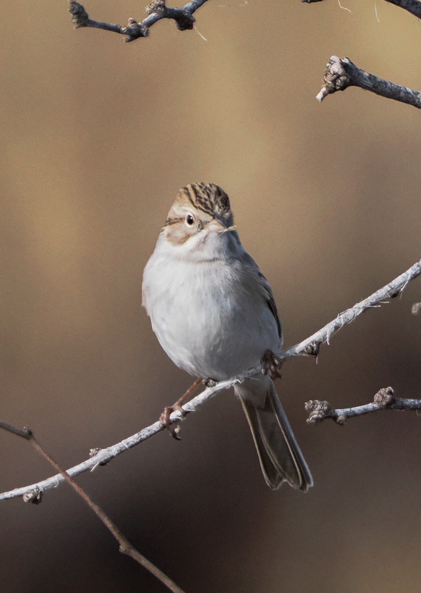 Brewer's Sparrow - ML646400025