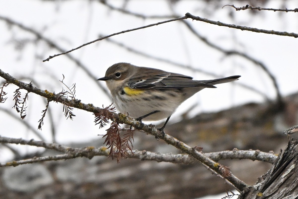 Yellow-rumped Warbler - ML646400026