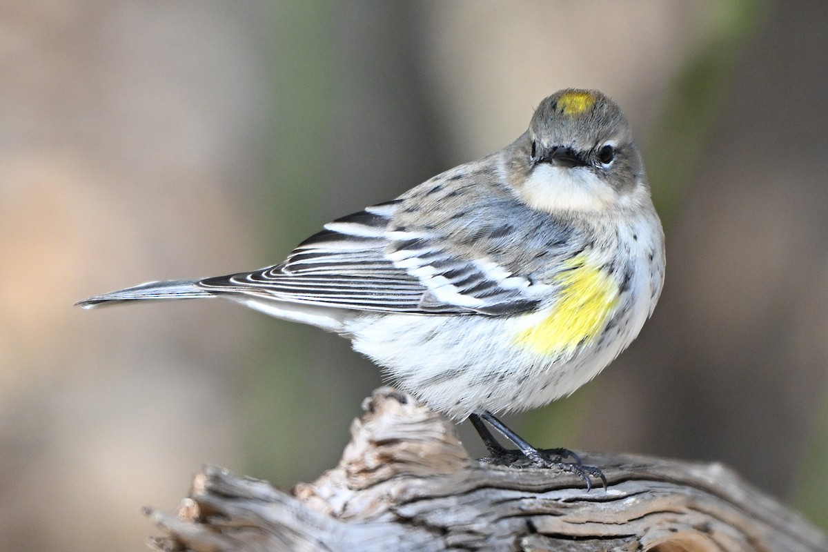 Yellow-rumped Warbler - ML646400027