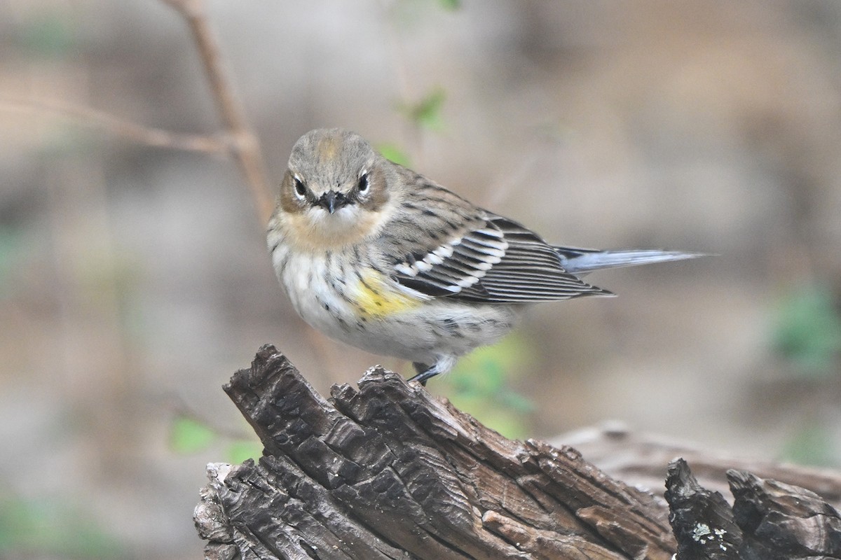 Yellow-rumped Warbler - ML646400028