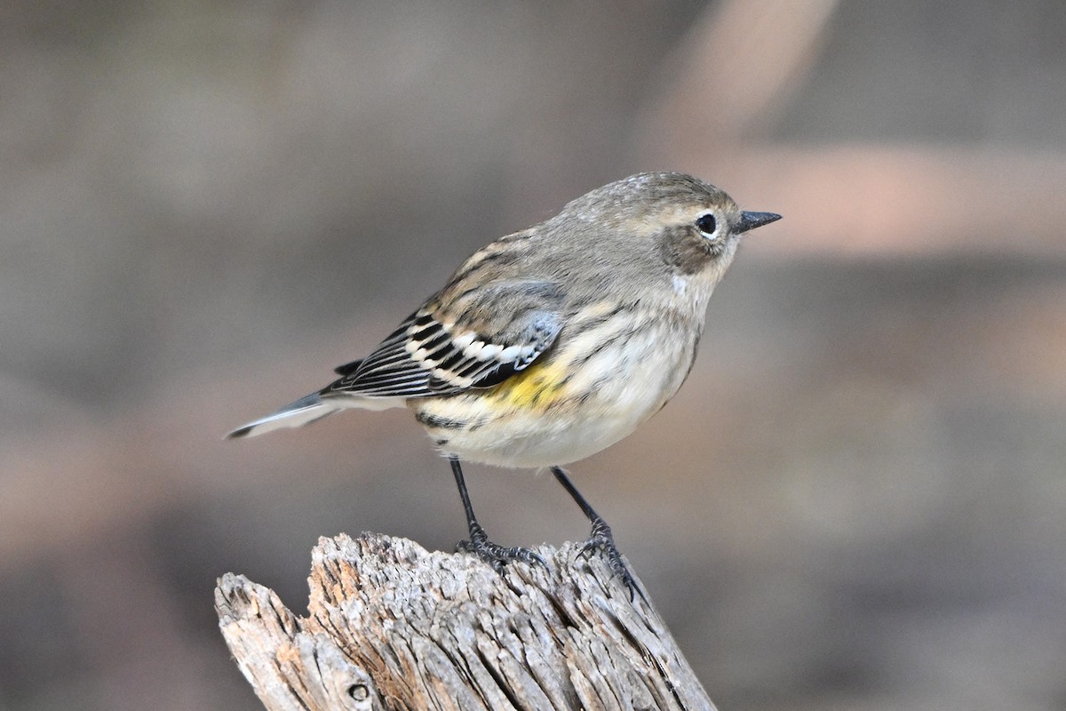 Yellow-rumped Warbler - ML646400029