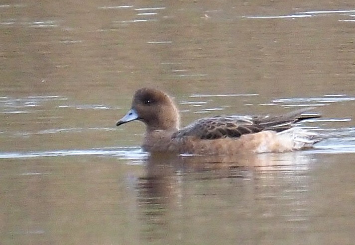 Eurasian Wigeon - ML646400032