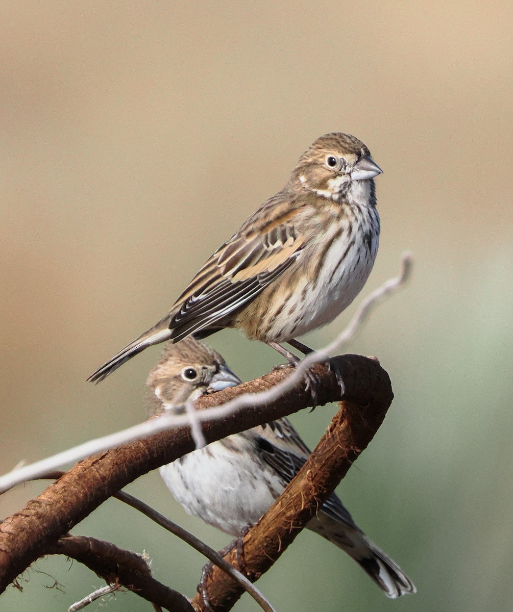 Lark Bunting - ML646400033