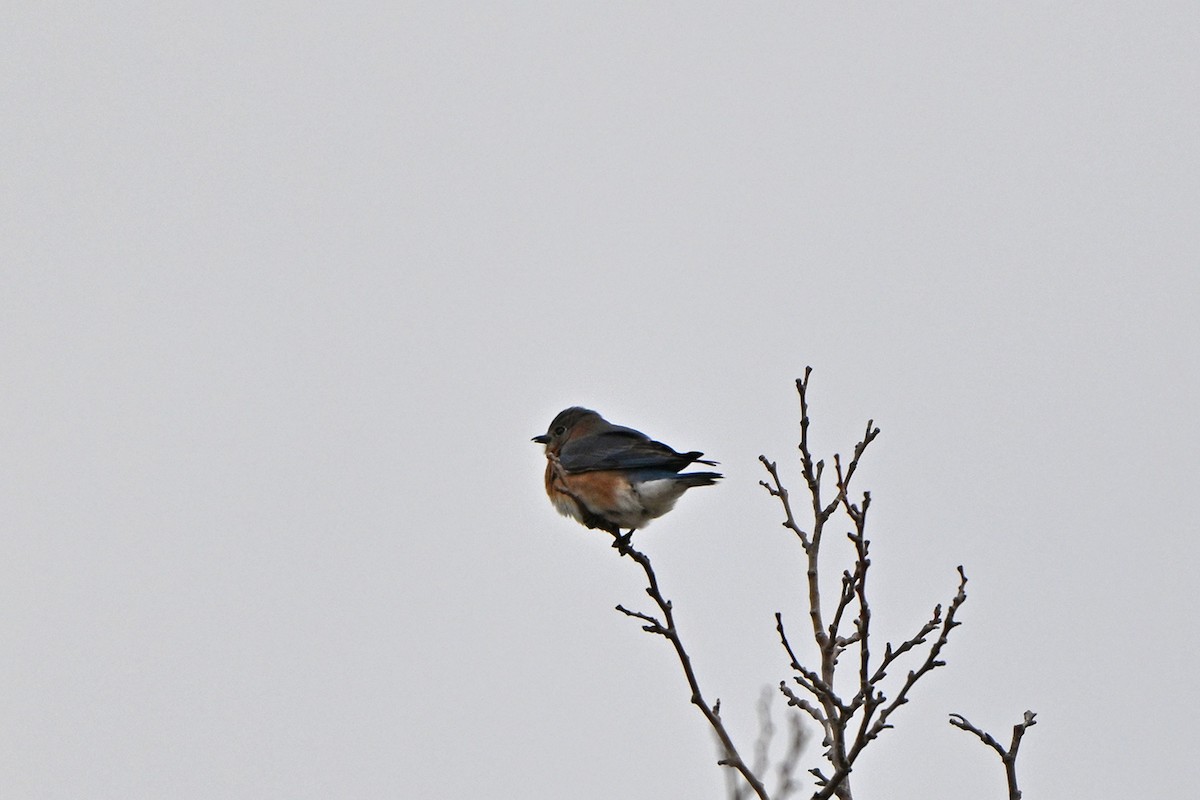Eastern Bluebird - ML646400034