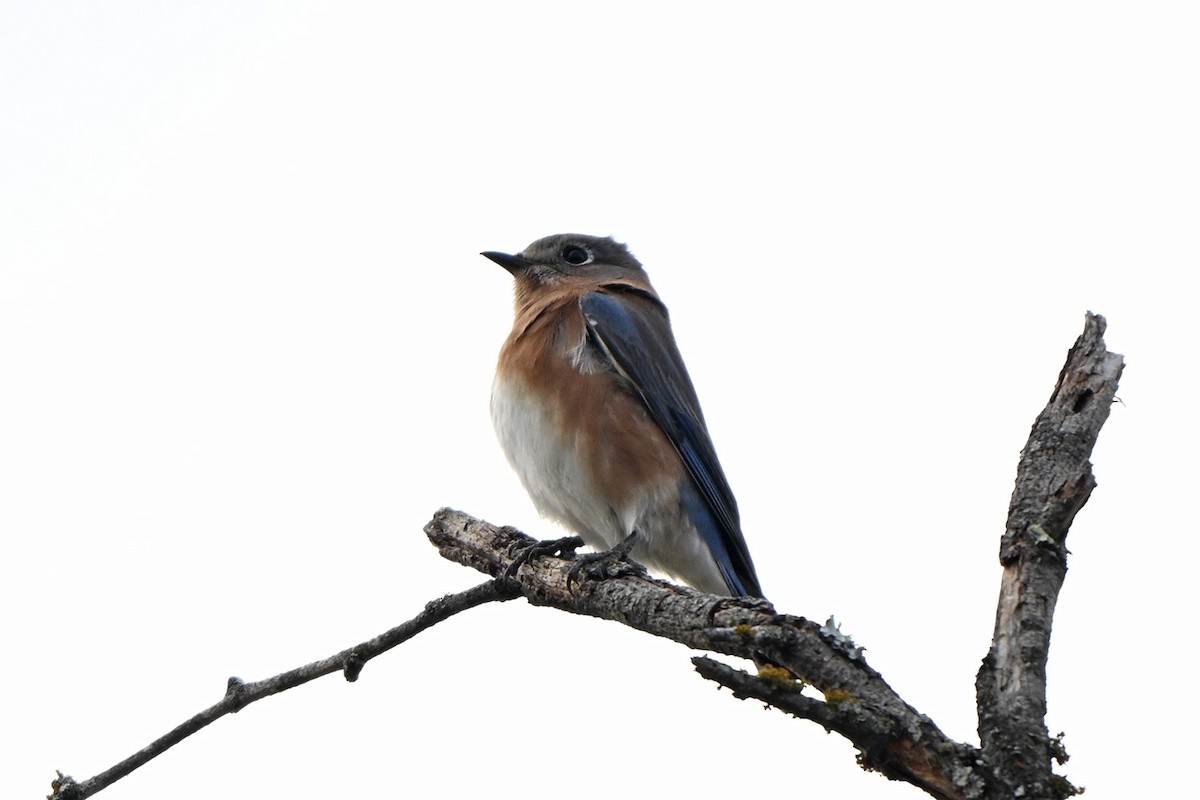 Eastern Bluebird - ML646400035