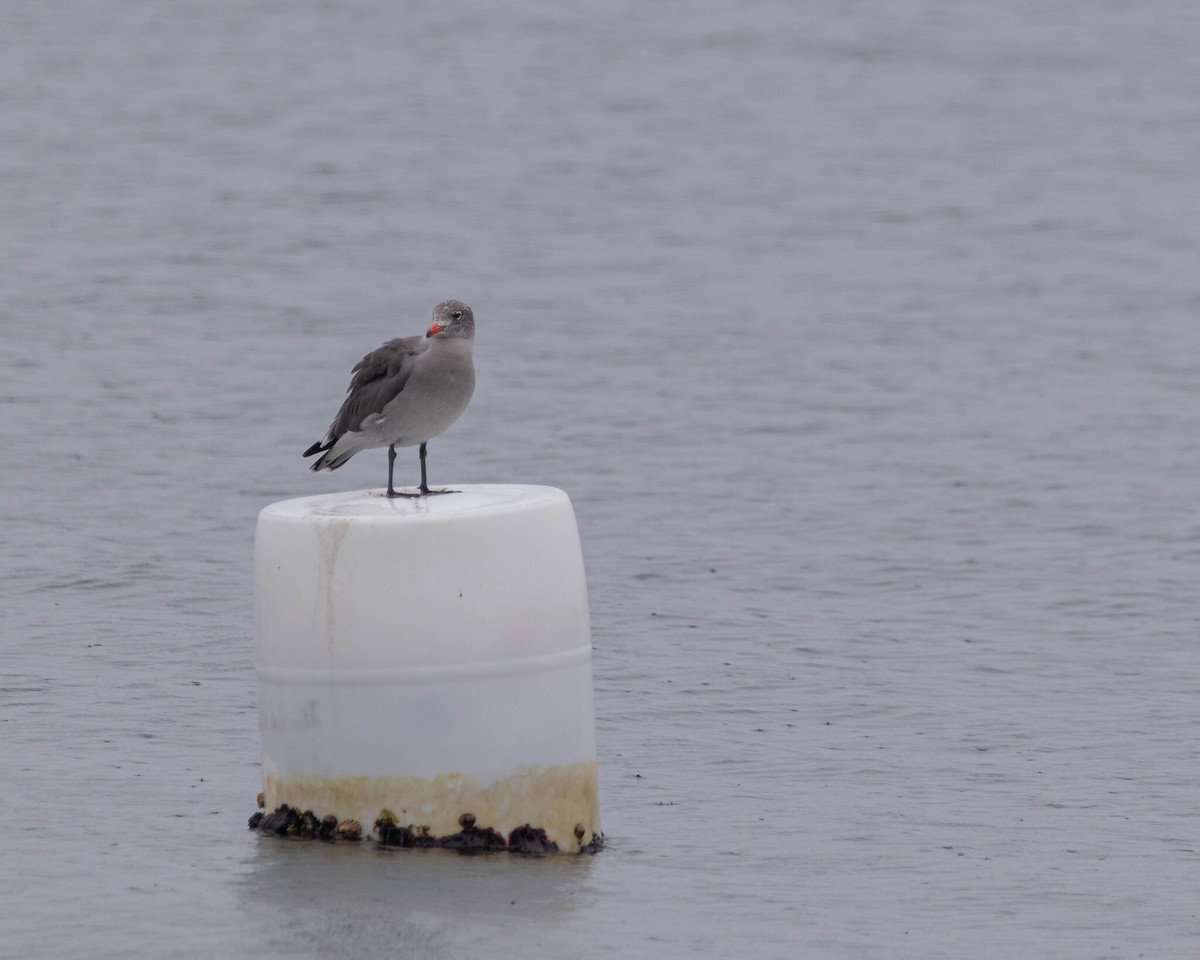 Heermann's Gull - ML646400036