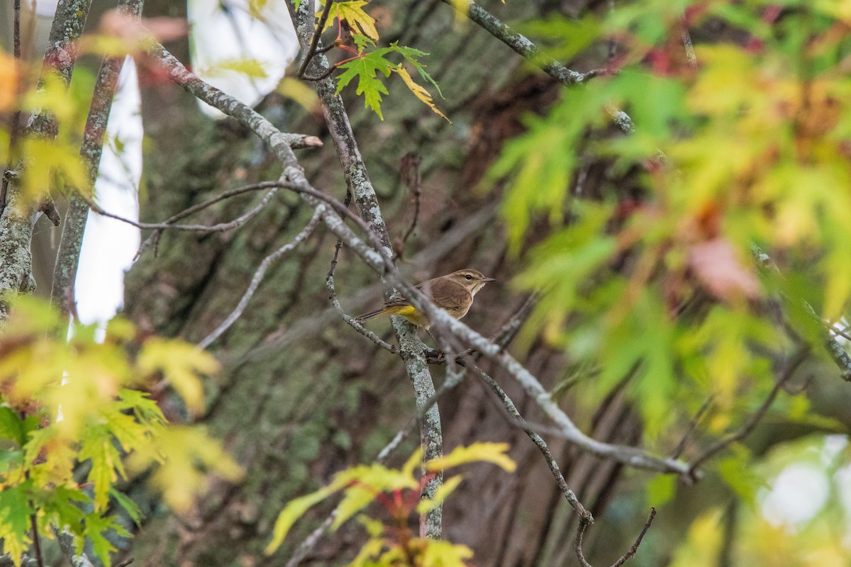 Palm Warbler (Western) - ML646400037