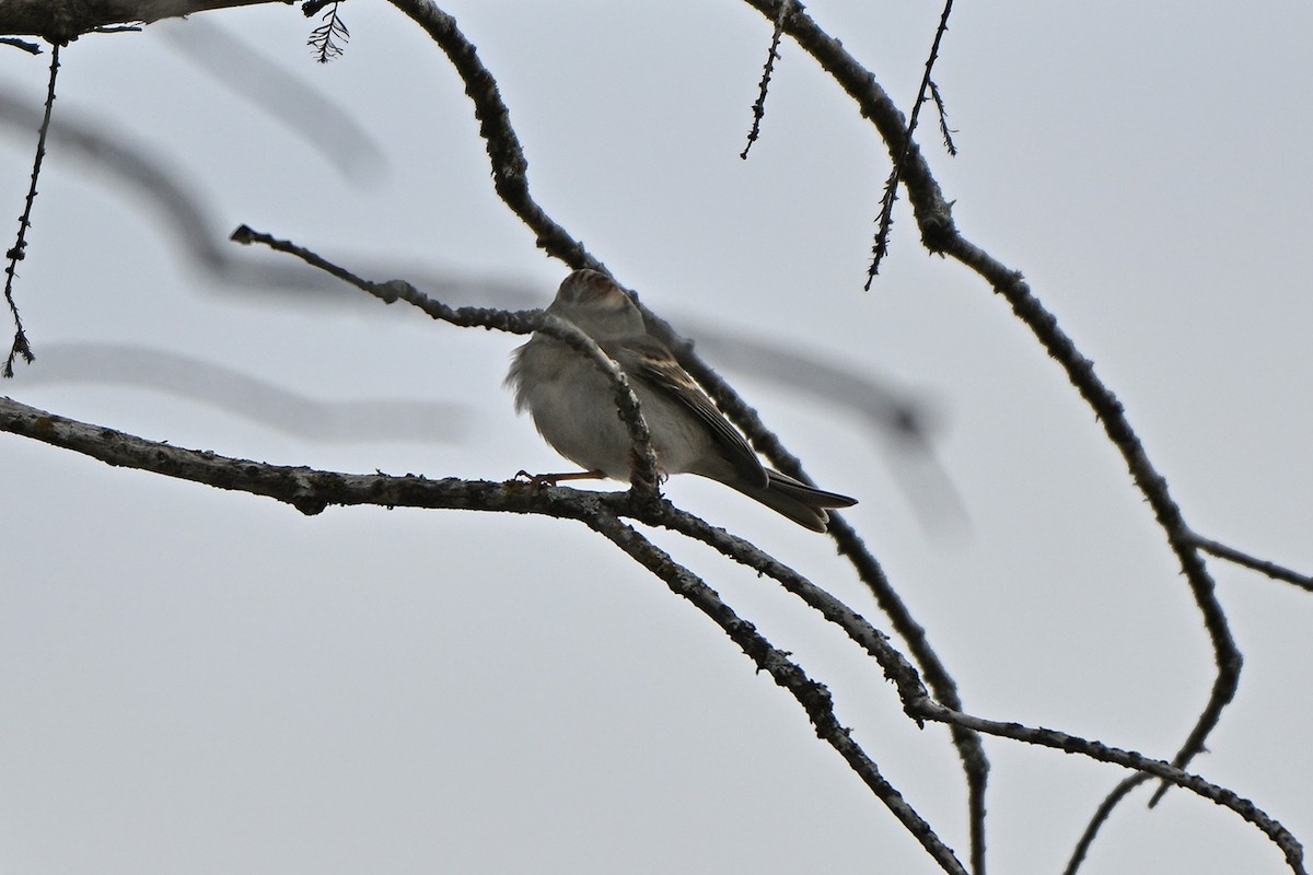 Chipping Sparrow - ML646400038