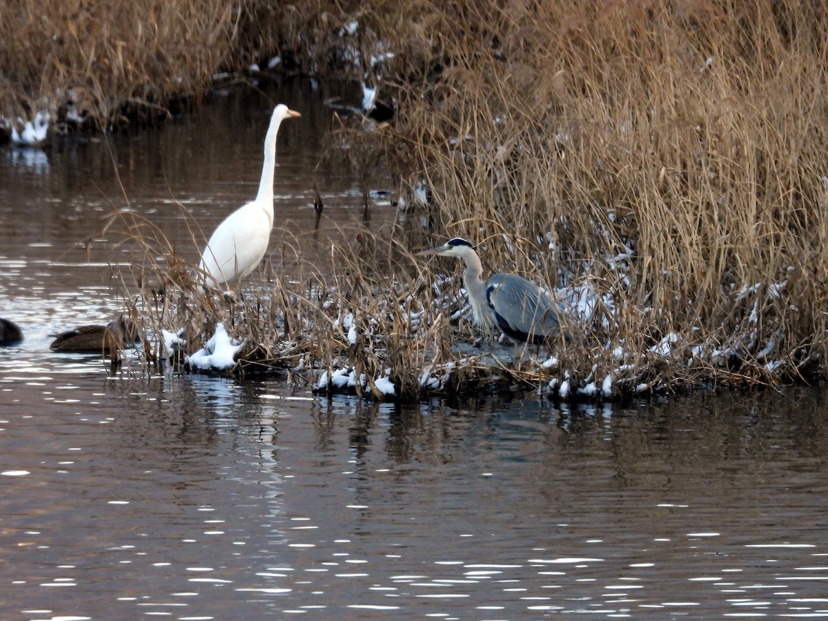 Gray Heron - ML646400039