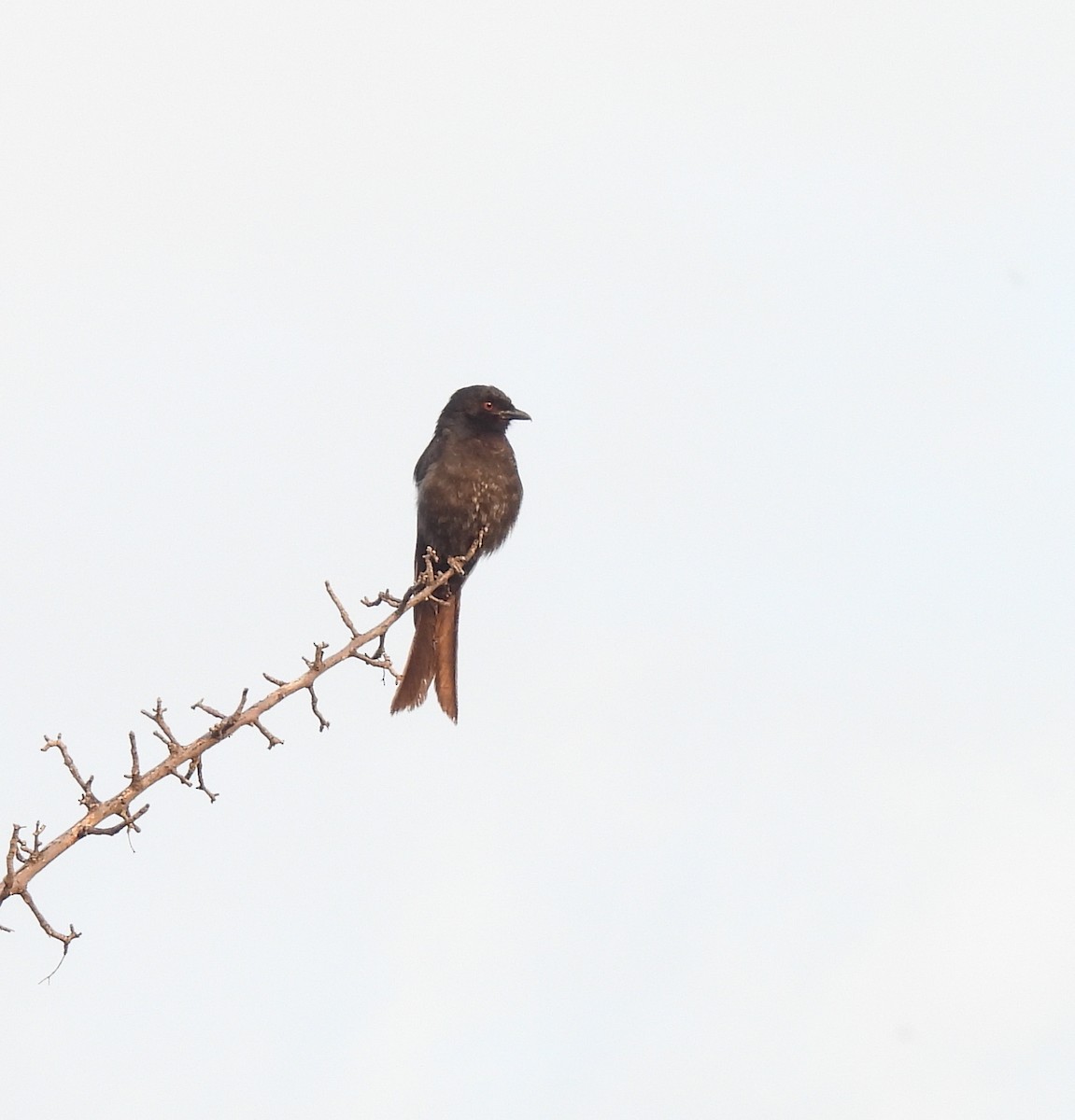 Fork-tailed Drongo - ML646400044