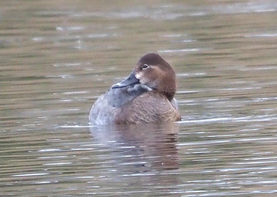 Common Pochard - ML646400046