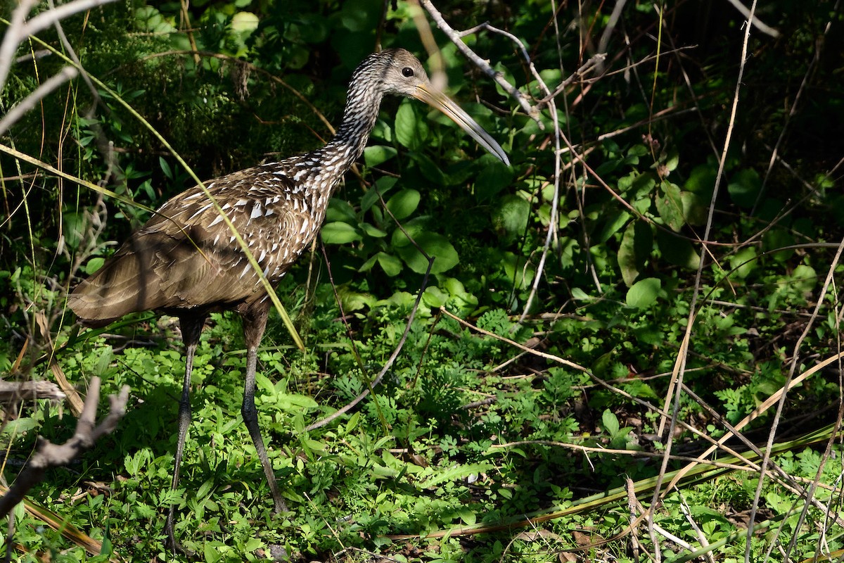 Limpkin - ML646400050