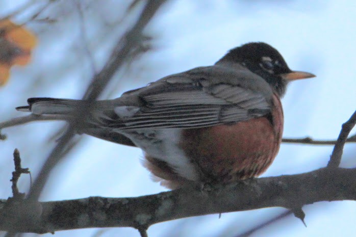 Странствующий дрозд - ML646400052